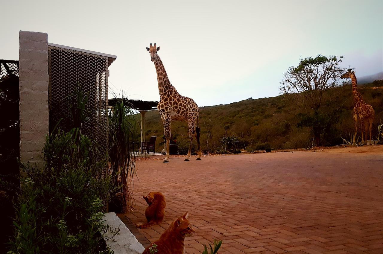 Graceland Eco Retreat Magoebaskloof Eksteriør billede
